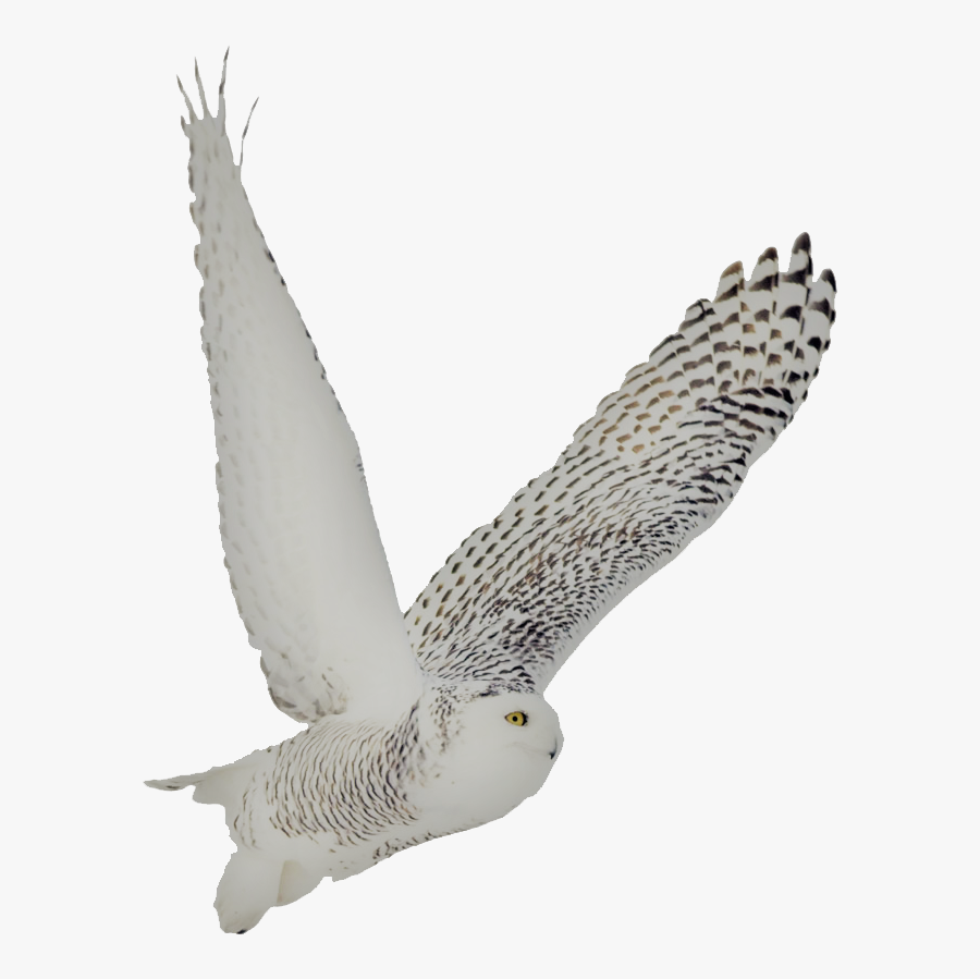 Snowy Owl Soto Side - Snowy Owl White Background, Transparent Clipart