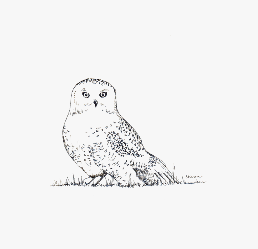 Transparent White Owl Png - Gufo Delle Nevi Disegno, Transparent Clipart