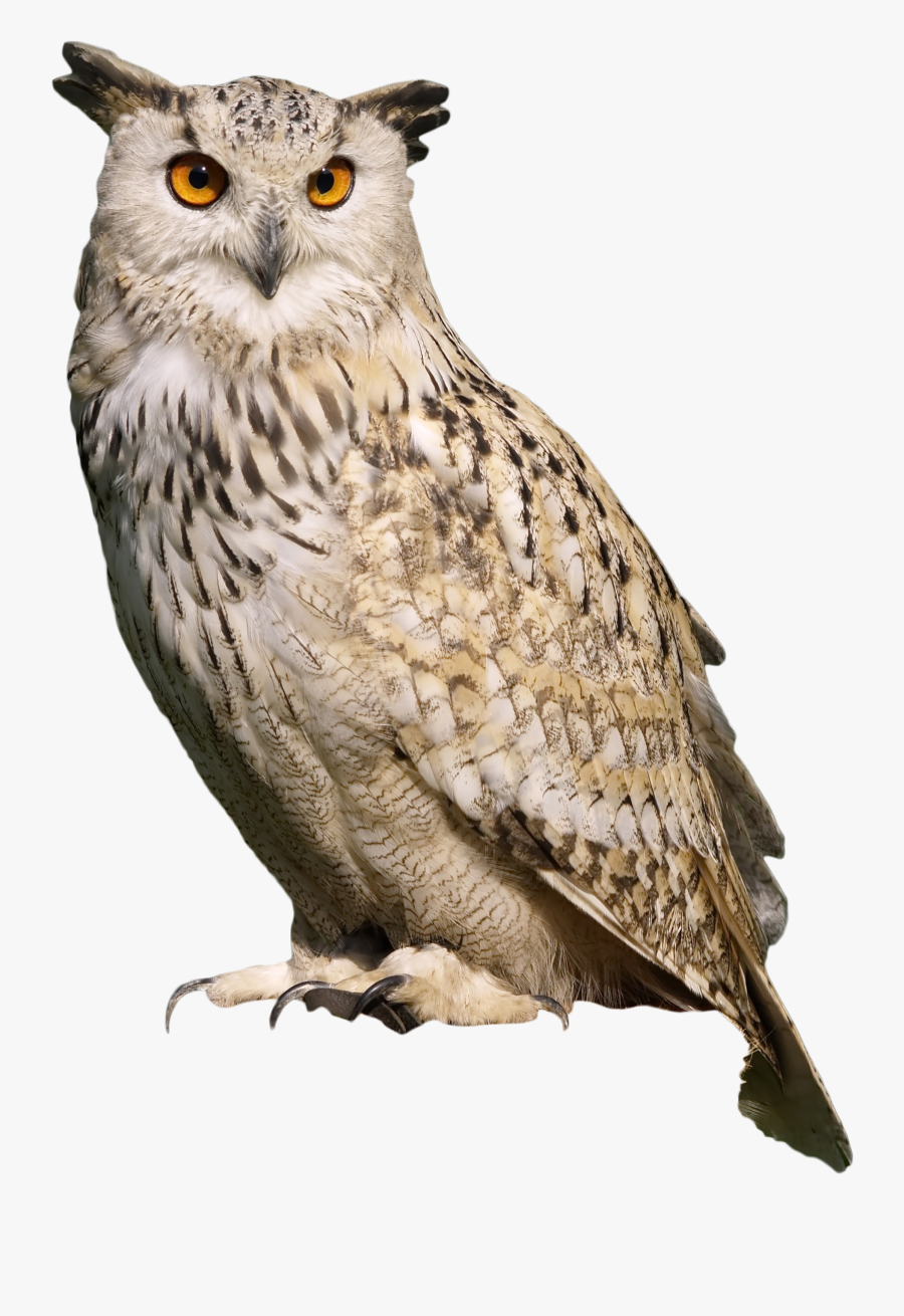 Owl Sitting Png Image - Sitting Eagle Hd Png, Transparent Clipart