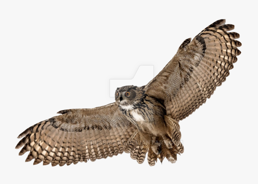 Barn Owl Png Picture - Owl With Transparent Background, Transparent Clipart