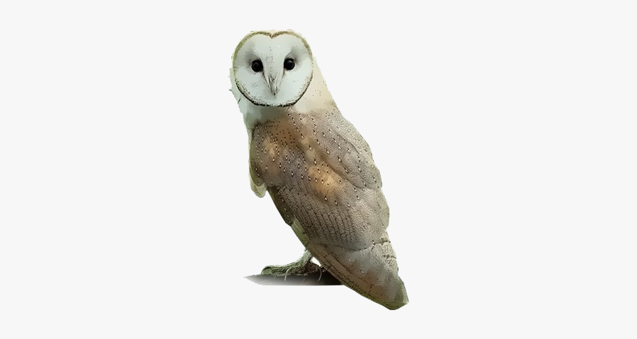 Barn Owl Png, Transparent Clipart