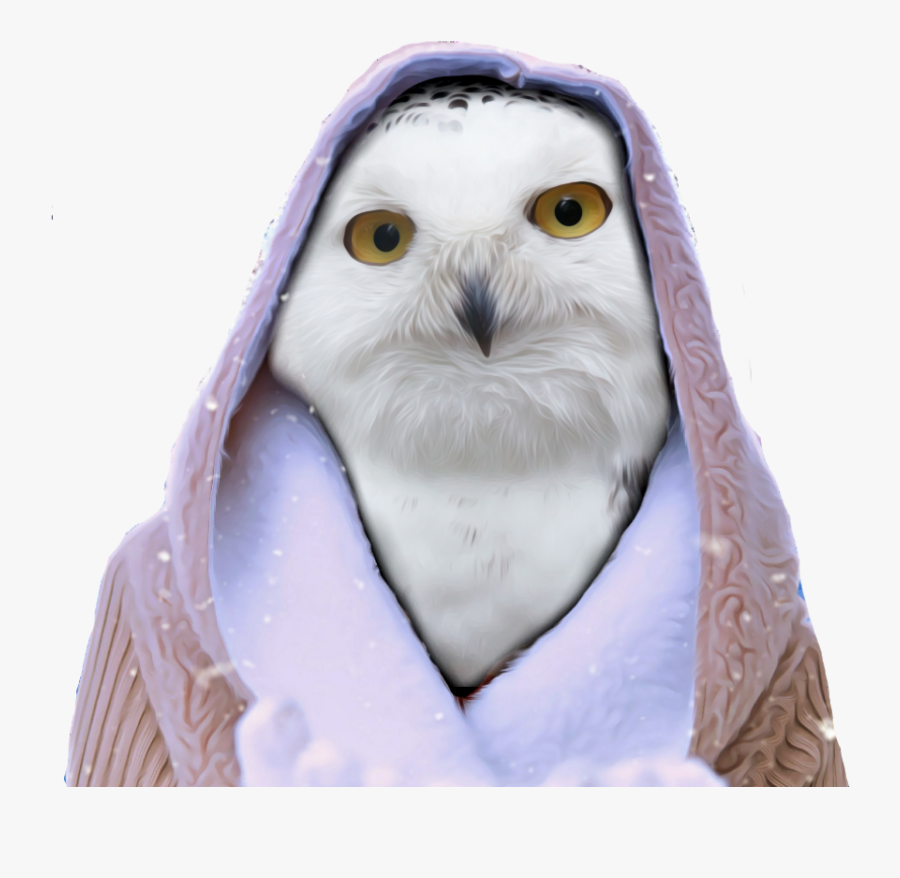 Snowy Owl , Free Transparent Clipart - ClipartKey