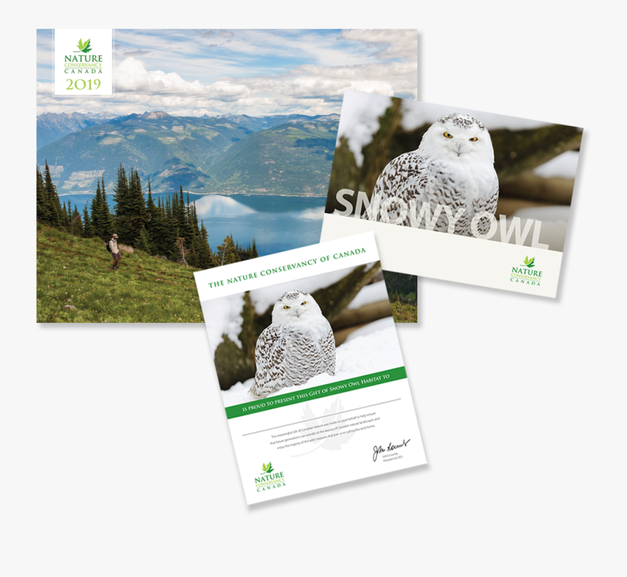 Transparent Snow Owl Png - Snowy Owl, Transparent Clipart