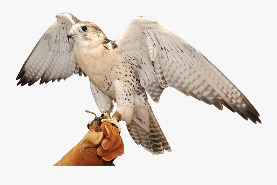 Falcon,bird Of Prey,beak,wing,snowy Owl,cooper"s Shinned - Falcon Png, Transparent Clipart