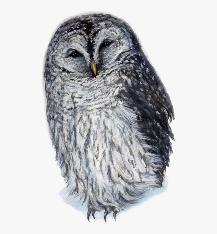 Barred Owl Png, Transparent Clipart