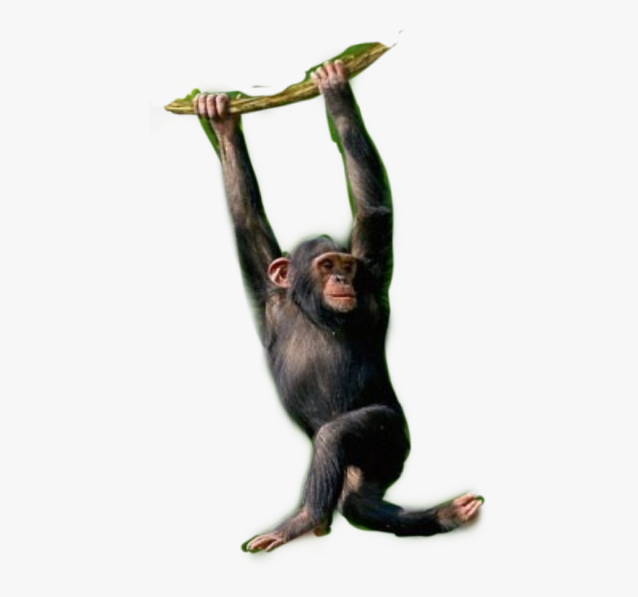 Chimpanzee Monkey Monkeys Chimps Primates - Chimpanzee Hanging From A Tree, Transparent Clipart