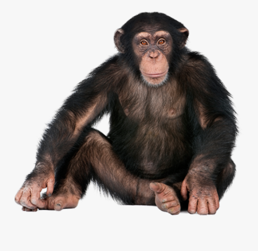 Chimpanzee Png - Monkey Png, Transparent Clipart