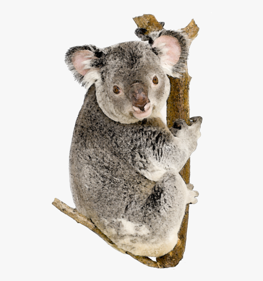 Koala Bear White Background, Transparent Clipart