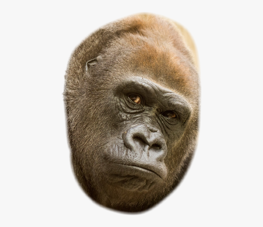 Лох Freetoedit - Monkey, Transparent Clipart