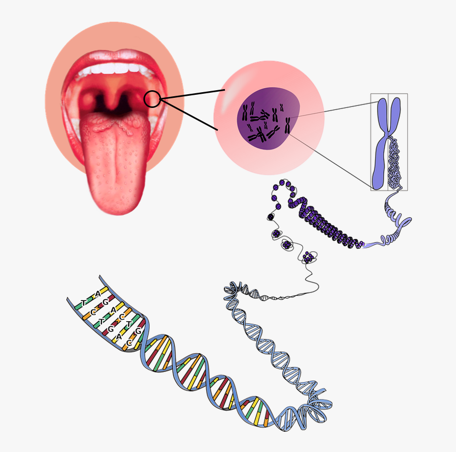 Https - //commons - Wikimedia - Org/wiki/file - Tongue1 - Euchromatin And Heterochromatin, Transparent Clipart