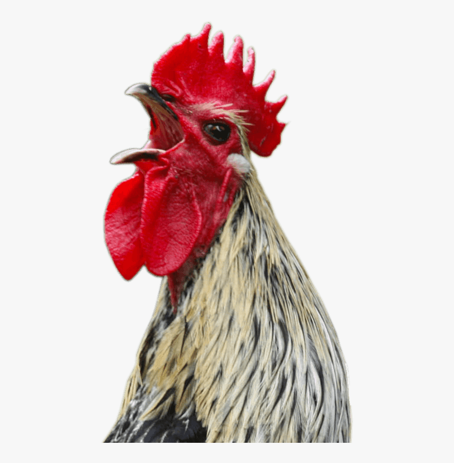 Chicken Screaming Png , Free Transparent Clipart ClipartKey