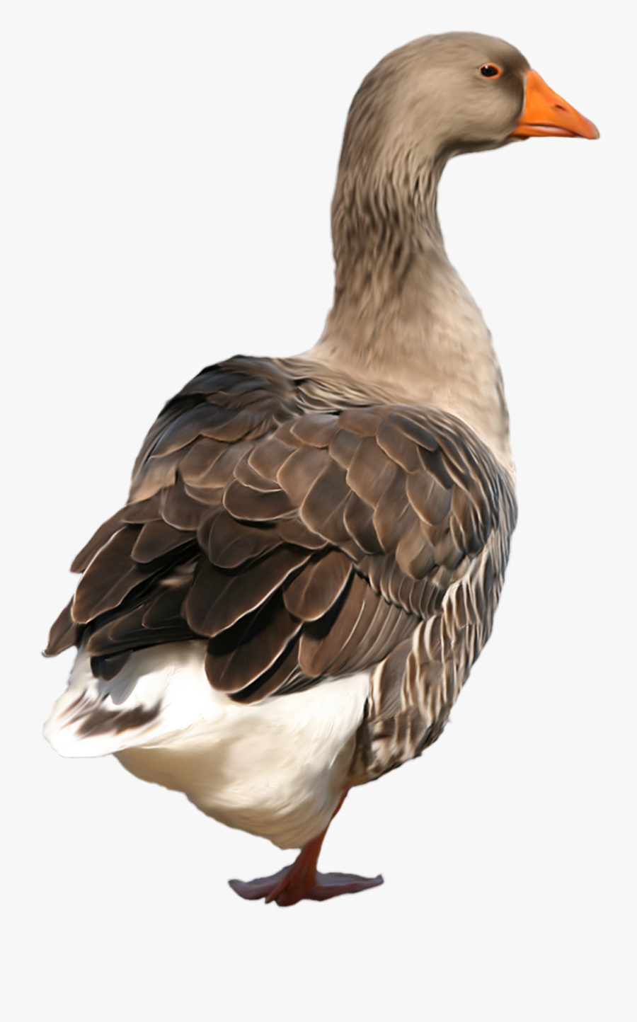 Duck Png Clip Art - Duck Png, Transparent Clipart