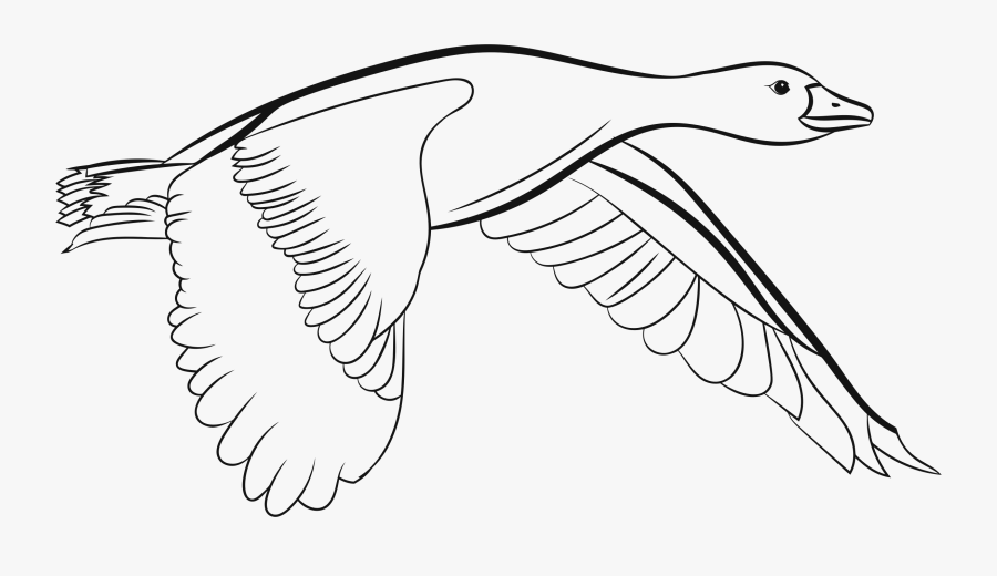 Duck Bird Drawing Goose Coloring Book Flying Duck - Drawing Of A Duck Flying, Transparent Clipart