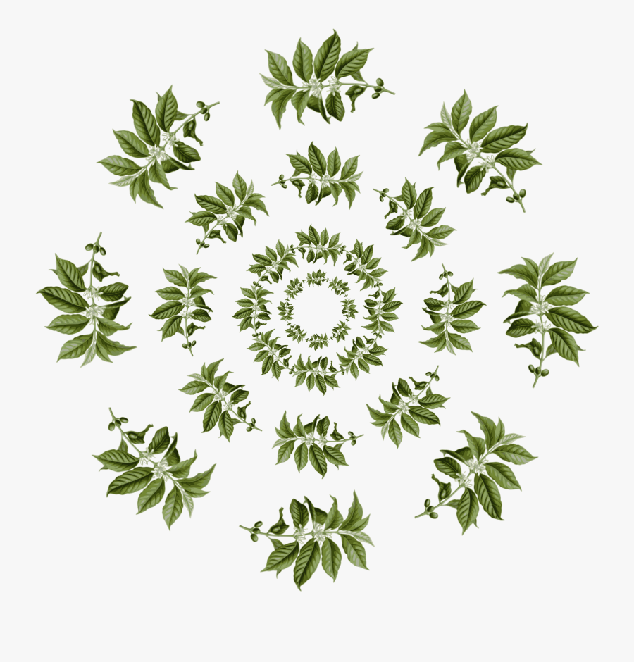 Clipart - Coffea Arabica, Transparent Clipart