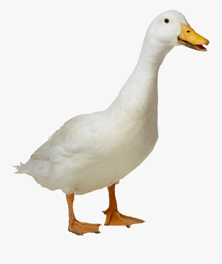 Transparent Duck Clipart - Duck Transparent Png, Transparent Clipart