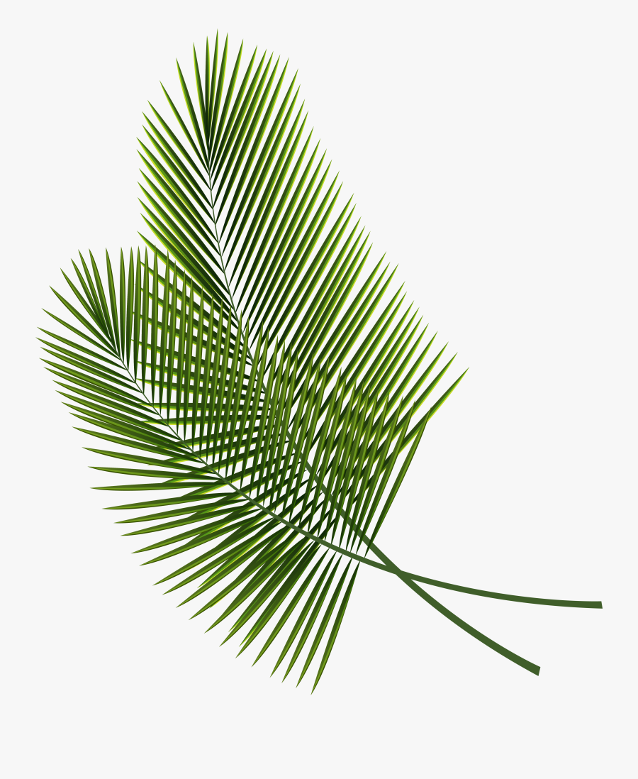Transparent Palm Sunday Clip Art - Palm Leaf Transparent Background, Transparent Clipart