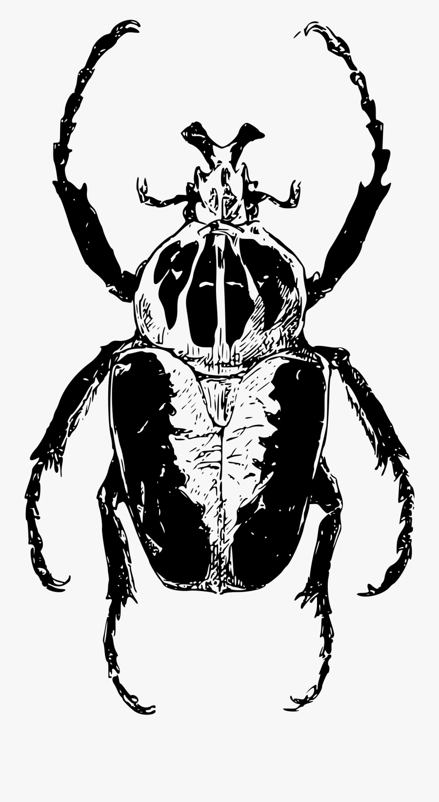 Transparent Beetle Clipart - Goliath Beetle Clipart, Transparent Clipart