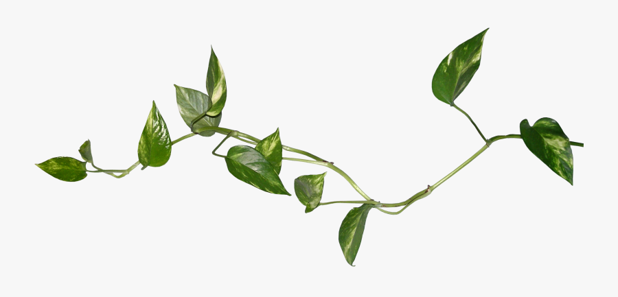 Blog Leaf Desktop Wallpaper Clip Art - Yeşil Sarmaşık Png, Transparent Clipart