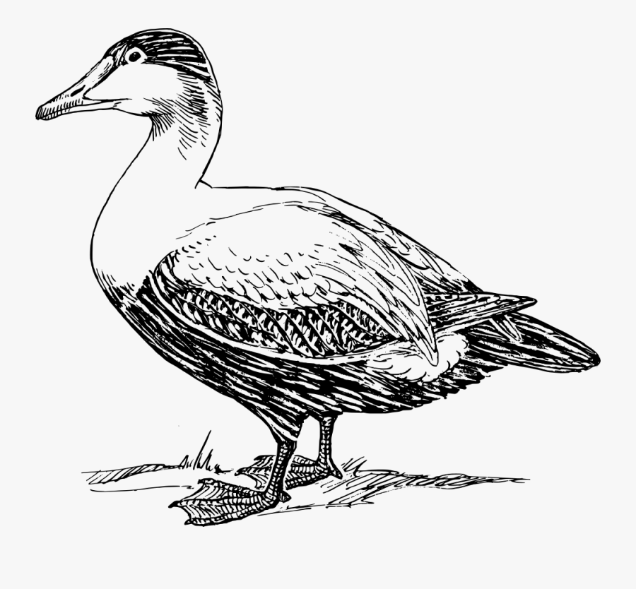 Black And White Picture Of A Duck, Transparent Clipart