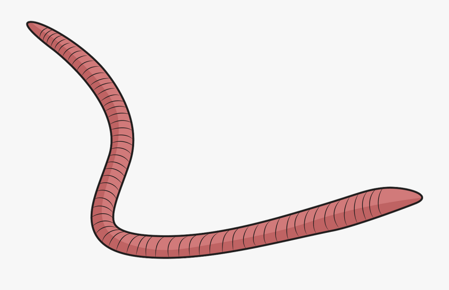 Slender Blind Snake, Transparent Clipart