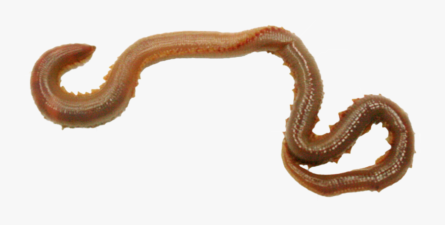 Earthworm Png Image With - Portable Network Graphics, Transparent Clipart