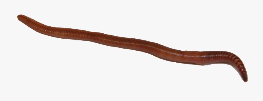 Worm Clipart Annelida - Earthworm, Transparent Clipart