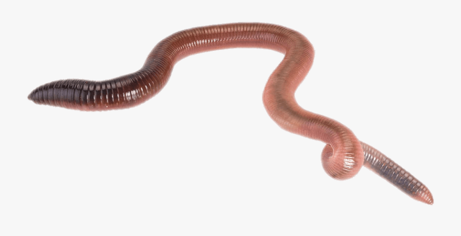 Earth Worm Transparent Png - Gacha Life Earthworm Sally, Transparent Clipart