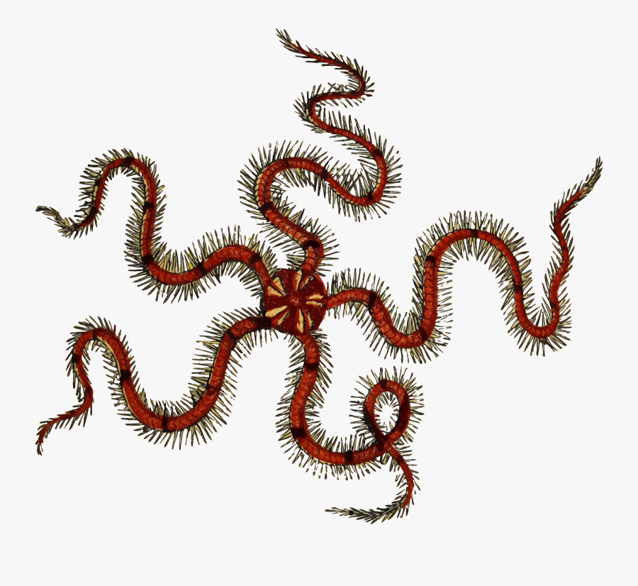 Marine Animal - Brittle Star No Background, Transparent Clipart