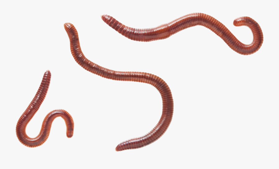 Earthworm Worm Png - Eisenia Fetida, Transparent Clipart