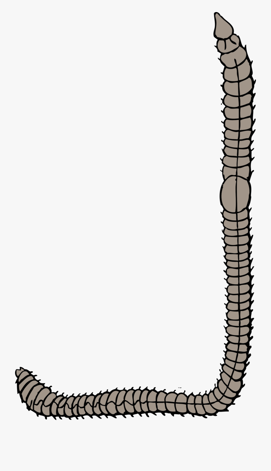 Reptile,line,worm - Worm Clip Art, Transparent Clipart