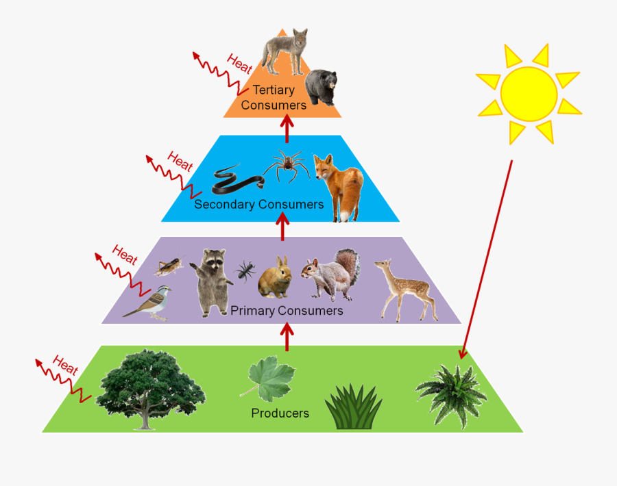 Food Webs And Trophic - Tree With White Background, Transparent Clipart