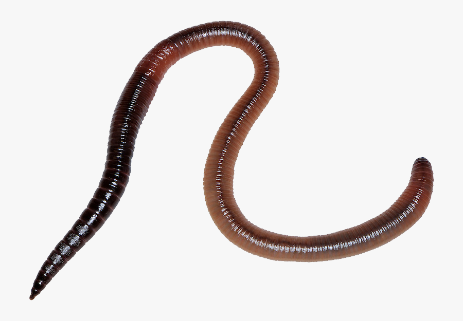 Earthworm Worm Png Earthworm Png , Free Transparent Clipart ClipartKey
