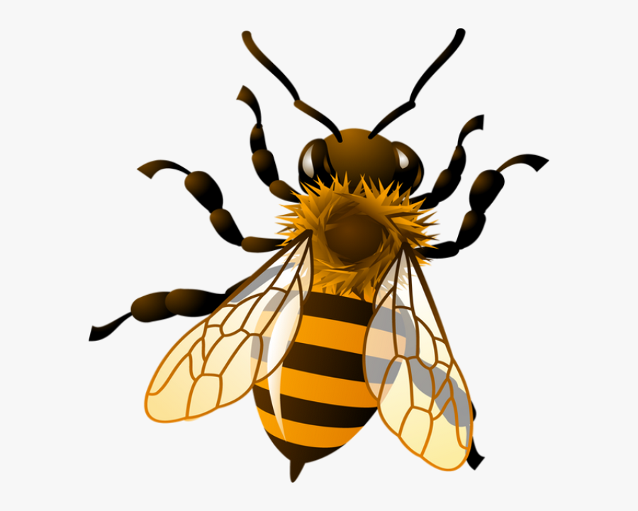 Honey Bee Clipart 4 - Transparent Background Bee Clipart, Transparent Clipart