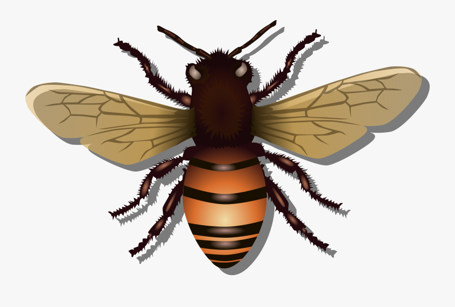 Honey Vector Image Stock, Transparent Clipart