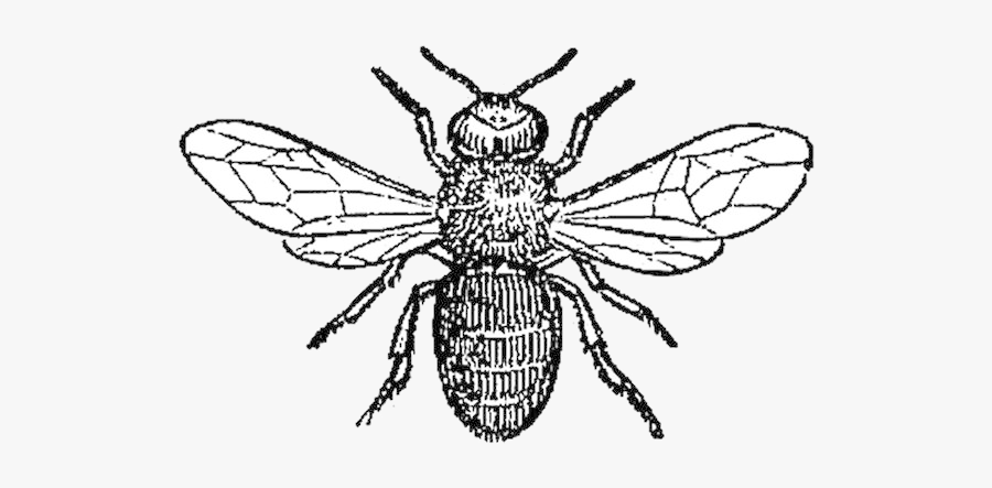 Bee Pest Affecting Honey Bees Clipart Transparent Png, Transparent Clipart