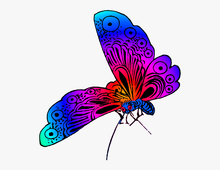 Beautiful Butterfly Image - Different Colors Of Butterfly, Transparent Clipart