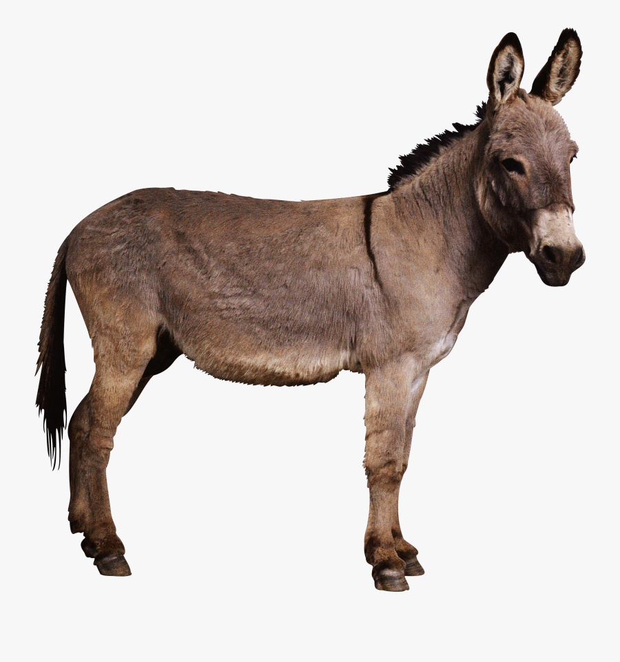 Horse North Donkey Mule In Donkeys America Clipart - Ennai Paar Yogam Varum Donkey, Transparent Clipart