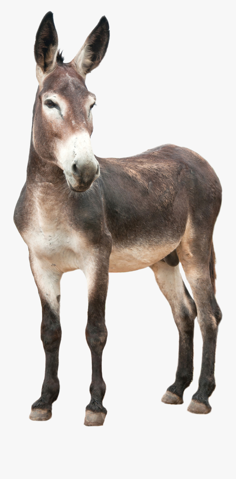 Donkey Png Images Free Download - Donkey Png, Transparent Clipart