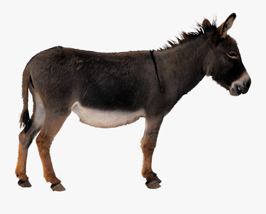 Donkey Png Clipart, Transparent Clipart