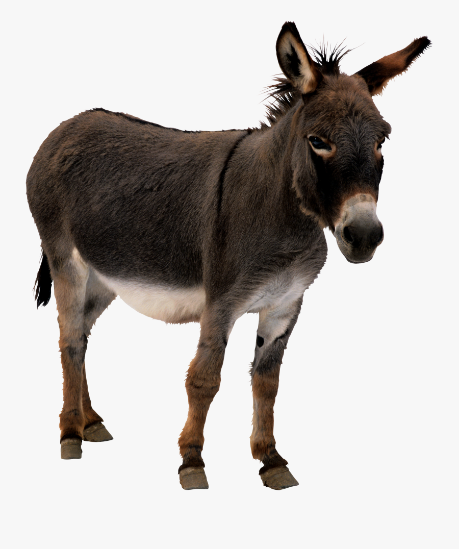 Donkey Clipart, Transparent Clipart