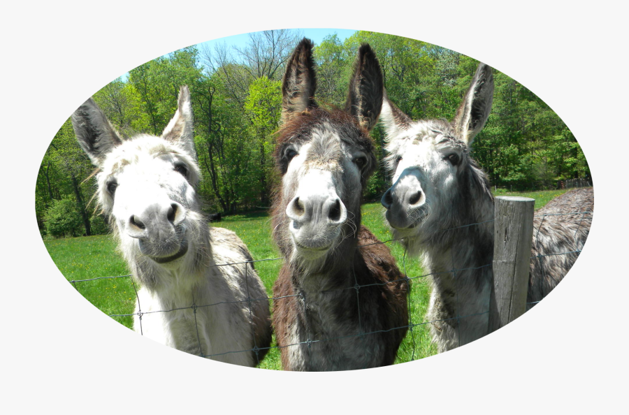 Donkey Clipart, Transparent Clipart