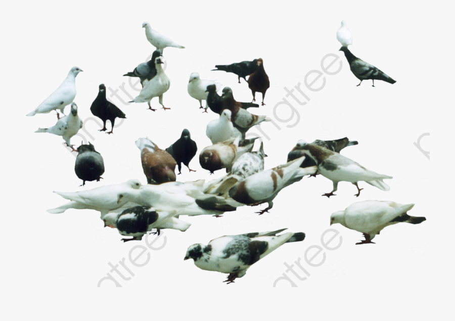 Pigeon Clipart Eating, Transparent Clipart