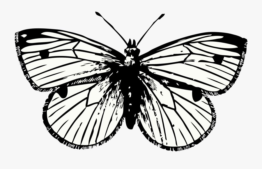Symmetry,moth,moths And Butterflies, Transparent Clipart