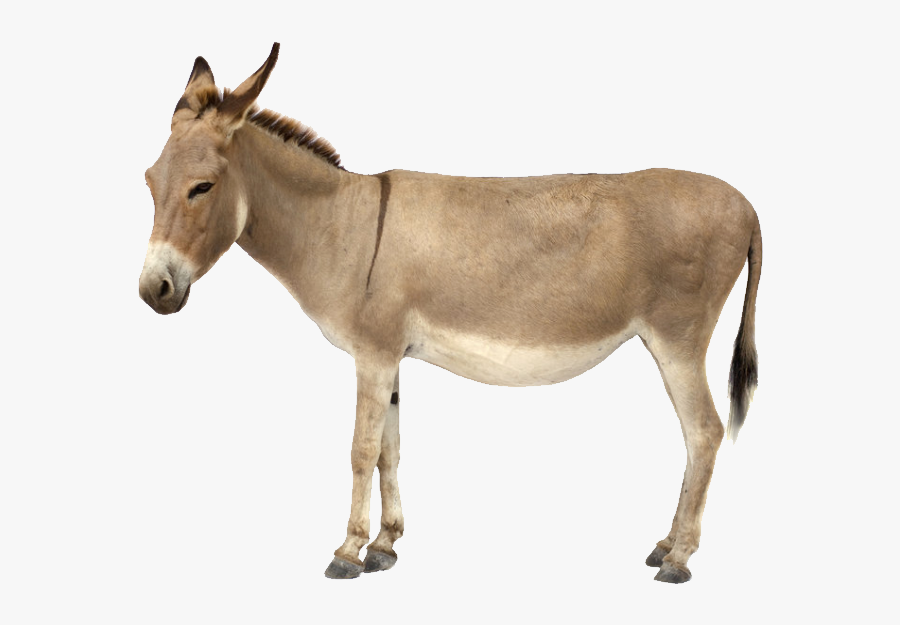 Donkey Clipart, Transparent Clipart