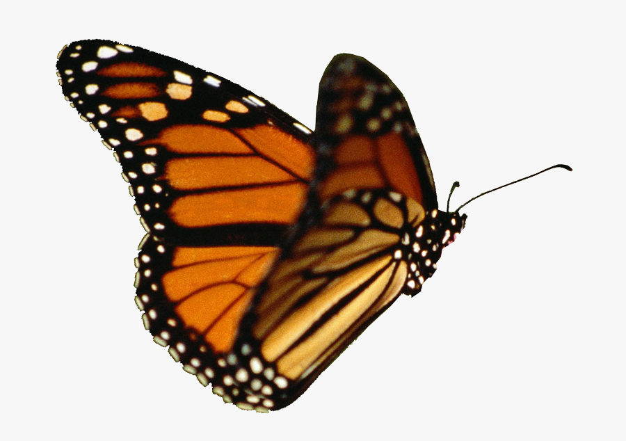 Butterflies Clipart Realistic, Transparent Clipart