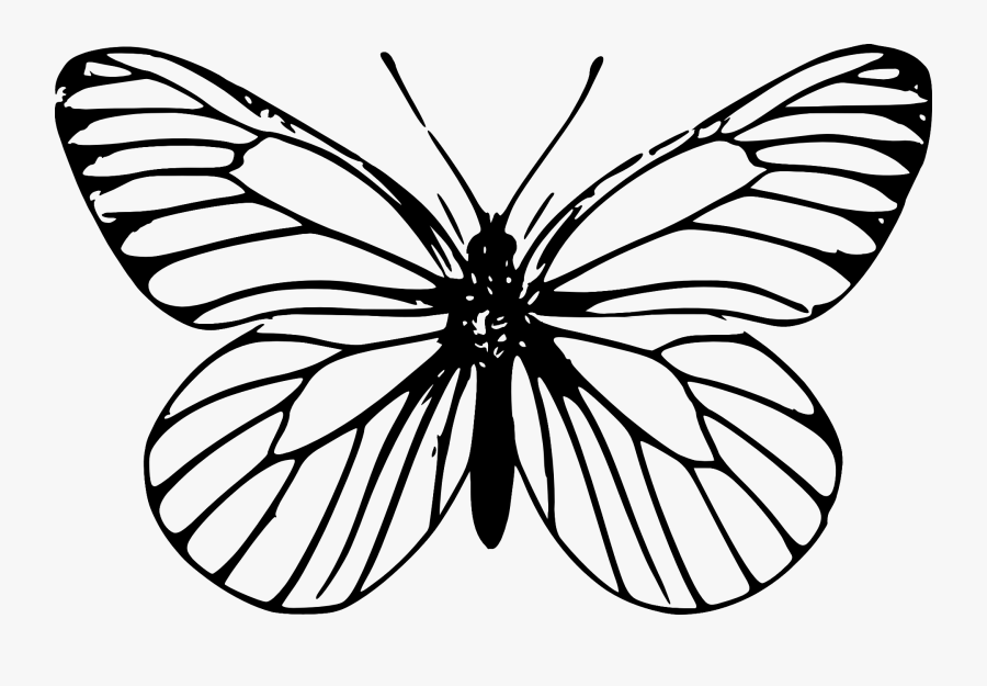 Symmetry,moth,moths And Butterflies, Transparent Clipart