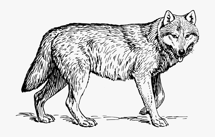 Wolf 1, Transparent Clipart