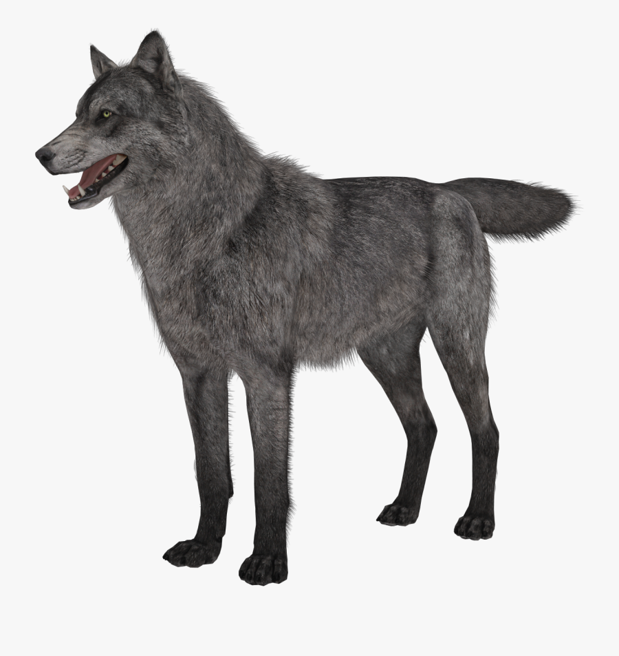 Transparent Wolf Png Picture, Transparent Clipart