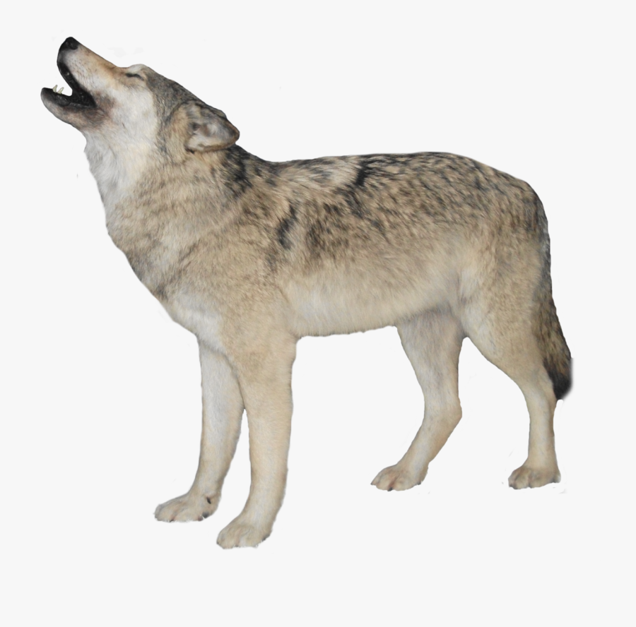 Wolf Png - Wolf With Transparent Background, Transparent Clipart