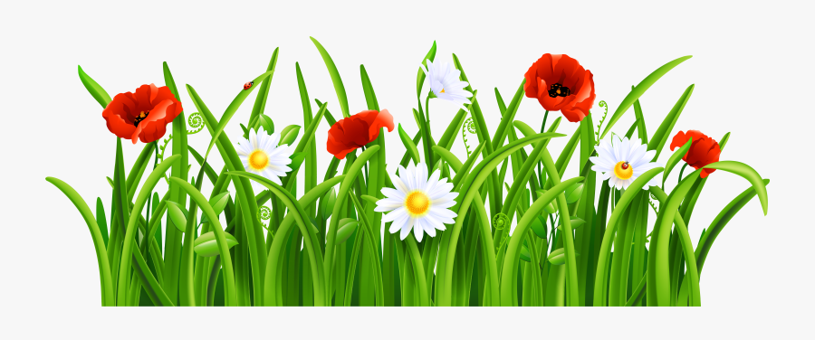 Daisies Clipart Patch Grass, Transparent Clipart